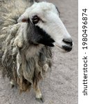 Small photo of Large sheep, close-up portrait. The sheep looks with plaintive eyes. Domestic farm animal.