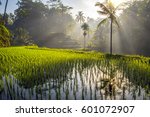 Tegalalang rice terrace fields at dawn, Indonesia. Soft focus landscape with palm trees in morning light. Sunrise time on Bali
