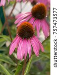 Small photo of coneflower with it's acanthous calyx