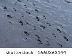 Black sand footsteps on dark sand in volcanic iceland