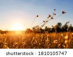 Abstract warm landscape of dry wildflower and grass meadow on warm golden hour sunset or sunrise time. Tranquil autumn fall nature field background. Soft shallow focus