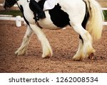 Small photo of The legs and feathered,hooves of a cobby piebald horse being ridden in a sandy arena during a dressage competition.