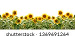 Blooming Sunflowers Isolated On ...