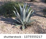 Small photo of An agave americana, also known as sentry plant, century plant, maguey or American aloe, growing outside near Scottsdale, Arizona