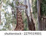 Small photo of giraffe at Bannerghatta national park Bangalore standing in the zoo. forest Wildlife sanctuaries in Karnataka India
