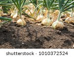 the onion is grown on the soil... | Shutterstock . vector #1010372524