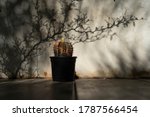 gymnocalycium cactus species... | Shutterstock . vector #1787566454