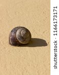 Small photo of A snail agglutinated on a yellow wall and its shadow