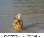 Small photo of hermit crab eyes. hermit crab peeking out of its shell