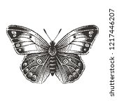 Butterfly. Hand Drawn Engraving ...