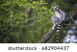Lemur Of Madagascar