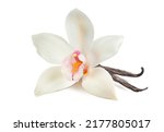 Vanilla flower and bean for flavored drinks isolated on white background. Package design element with clipping path
