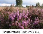 Magical  Small  Pink Heather...