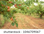 Apricot Orchard. Field With...
