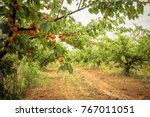 Field with apricot trees and a dirt path. Apricot orchard