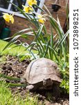 Small photo of Dorris the Tortoise in the Flower Bed