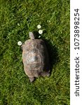 Small photo of Dorris the Tortoise with Three Daisies