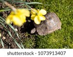 Small photo of Dorris the Tortoise with Daffodils