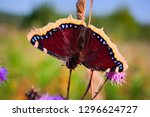 Butterfly Mourning Cloak...