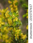 Small photo of Close up of the branch of blooming yellow flowers of Cytisus scoparius, the common broom or Scotch broom, syn. Sarothamnus scoparius. Blooming broom, Cytisus scoparius.Yellow scotch broom. Close up.