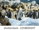king royal penguin family at loro park zoo, Tenerife, Canary island