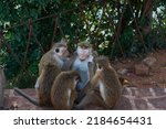 monkeys in Sri Lanka take care of each others to clean their Hair.