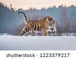 Siberian Tiger In The Snow ...