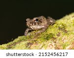 Triprion spinosus, also known as the spiny-headed tree frog, spiny-headed treefrog, spinyhead treefrog, coronated treefrog, and crowned hyla