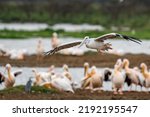 White pelican  pelecanus...