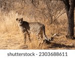 Small photo of cheetah in the African savannah waiting for prey Namibia.