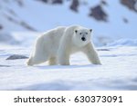 Polar bear  ursus maritimus  