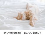 Tabby Cat Lying On Bed