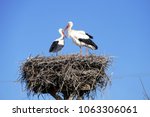 Stork Returning To Their Nests...
