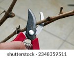 Small photo of pruning shears and vine seedlings,grape seedlings and pruning shears close-up