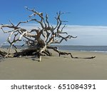 Fallen Tree  Driftwood Beach ...