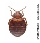Small photo of Cimex lectularius (bed bug) isolated in a white background