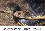 The king cobra (Ophiophagus hannah), also known as the hamadryad, is a species of venomous snake in the family Elapidae, endemic to forests from India through Southeast Asia.