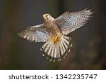 Common kestrel  falco...