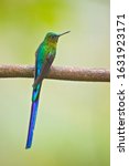 Small photo of Violet-tailed sylph (Aglaiocercus coelestis) is a species of hummingbird. It is found in Colombia and Ecuador. This sylph lives in areas from 300–2,100 metres (980–6,890 ft) in elevation