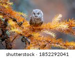 He eurasian scops owl  otus...