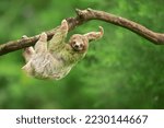 Brown throated sloth  bradypus...