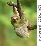 Small photo of Brown-throated sloth (Bradypus variegatus) is a species of three-toed sloth found in the Neotropical realm of Central and South America