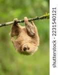 Small photo of Hoffmann's two-toed sloth (Choloepus hoffmanni), also known as the northern two-toed sloth is a species of sloth from Central and South America.
