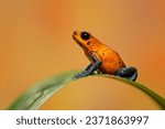 Small photo of Strawberry poison frog, strawberry poison-dart frog or blue jeans poison frog (Oophaga pumilio, formerly Dendrobates pumilio) is a species of small poison dart frog found in Central America