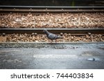 Dove Walking Along The Railroad ...