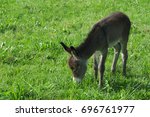 Little Donkey Eats On The Meadow
