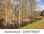 Small photo of Swamp bayou scene in Mississippi featuring bald cypress trees in fall near Indianola, Mississippi, USA