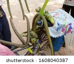 Small photo of Asian palmyra palm ,sugar palm toddy palm plant in Angkor Wat complex, Siem Reap Cambodia.
