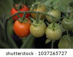Beautiful red ripe heirloom tomatoes grown in a greenhouse. Gardening tomato photograph with copy space.Water drops on tomato.