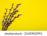willow branches with swollen buds on a yellow background